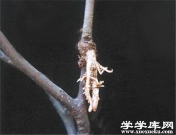 壓條處理紫葉矮櫻 壓條處理紫葉矮櫻