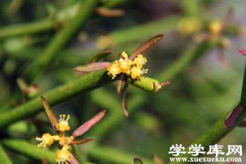 光棍樹開花 光棍樹開花