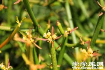 光棍樹開花 光棍樹開花