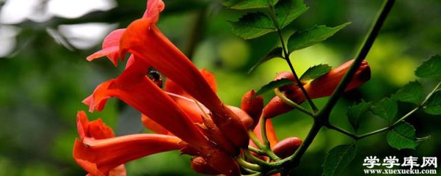 凌霄花春天怎么養