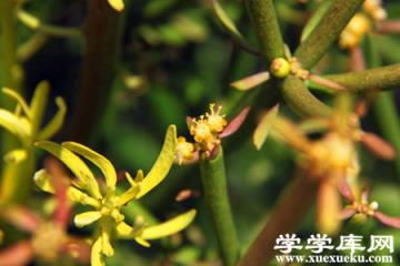 光棍樹開花 光棍樹開花