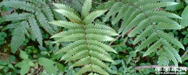 莢果蕨的養殖方法