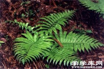 莢果蕨 莢果蕨