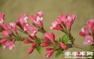 錦帶花老枝修剪 錦帶花老枝修剪