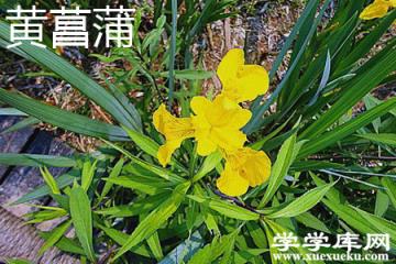 黃菖蒲 黃菖蒲