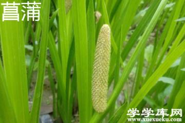 菖蒲 菖蒲