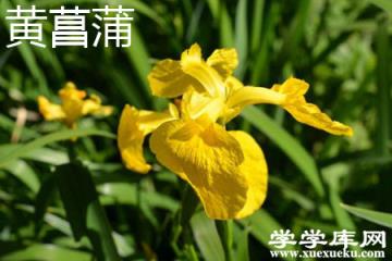 黃菖蒲 黃菖蒲
