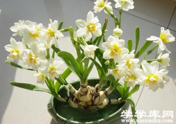 水仙花盆栽 水仙花盆栽