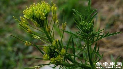 葶藶子的功效與作用