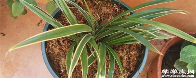 蘭花根長出土怎么辦，只剩下根怎么辦