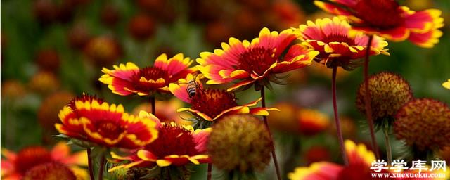 天人菊的種子怎么種