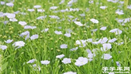 苧麻和亞麻的區別