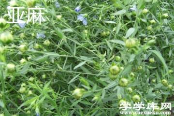 亞麻葉.jpg 亞麻葉.jpg