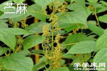 苧麻花.jpg 苧麻花.jpg