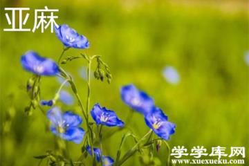 亞麻花.jpg 亞麻花.jpg