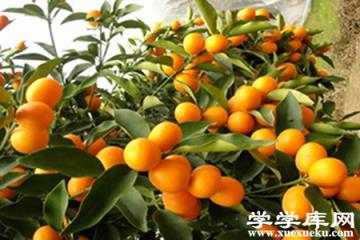 美麗的金桔 美麗的金桔