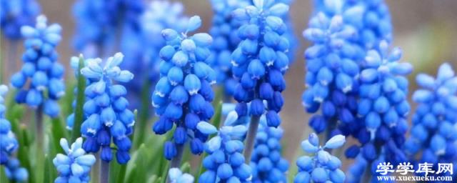 風信子花謝后怎么處理，能復花嗎