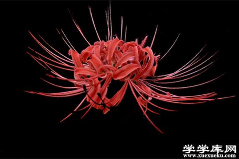 石蒜的栽培養護知識