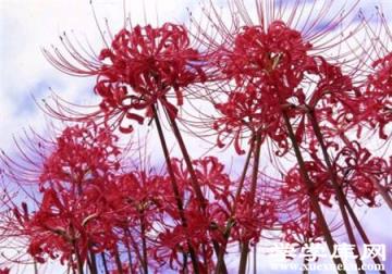 石蒜的栽培養護知識 石蒜的栽培養護知識