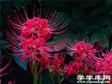 石蒜的栽培養護知識 石蒜的栽培養護知識