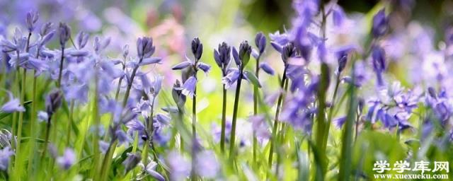 藍鈴花的花語及象征意義