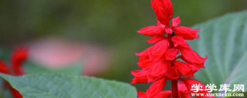 一串紅冬天會死嗎，冬天會開花嗎