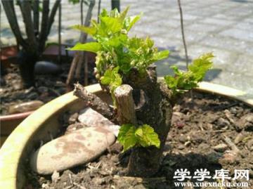 桑樹盆景 桑樹盆景