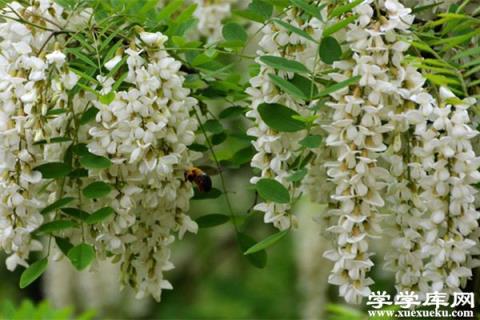 槐花種子怎么種