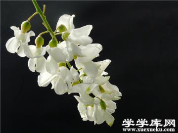 槐花的種子處理 槐花的種子處理