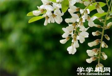 槐花的播種方法 槐花的播種方法