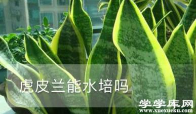 虎皮蘭能水培嗎 虎皮蘭水培的時候用水不要太臟