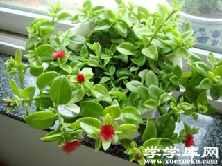 牡丹吊蘭病害二：根腐病