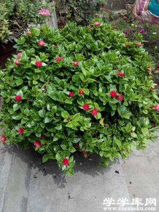 牡丹吊蘭常見蟲害：吹綿介殼蟲