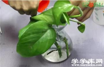 插穗放入水培容器后