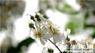 荼蘼的觀賞作用 荼蘼的觀賞作用