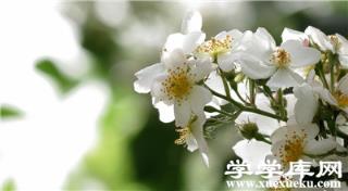 荼蘼的凈化作用 荼蘼的凈化作用