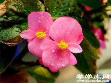 粉色的四季海棠