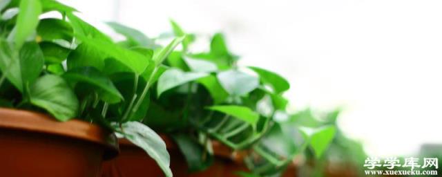 綠蘿可以澆啤酒嗎