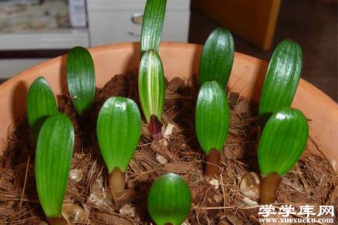 君子蘭什么時間分苗最合適