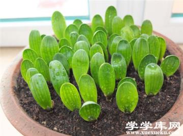 君子蘭分苗移栽的時間