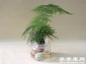 文竹盆景 文竹盆景