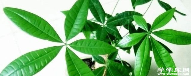 發財樹的水培方法及步驟 初插時注意修剪根部