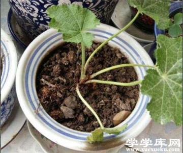 蜀葵扦插基質 蜀葵扦插基質