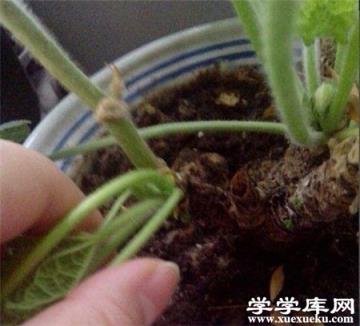 蜀葵插條 蜀葵插條