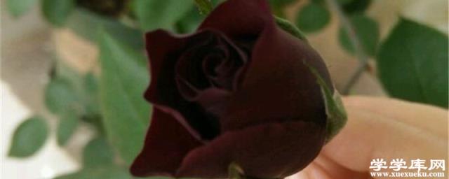 路易十四玫瑰的養殖方法和注意事項