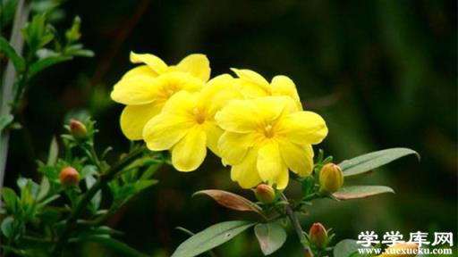 迎春花怎么才能不斷開花