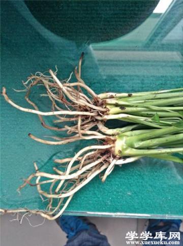 第一種，輕微爛根