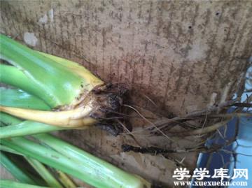 第二種，中度爛根