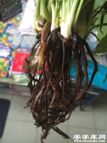 第三種，重度腐爛