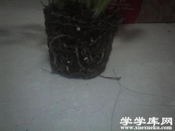 土培白掌爛根怎么辦？